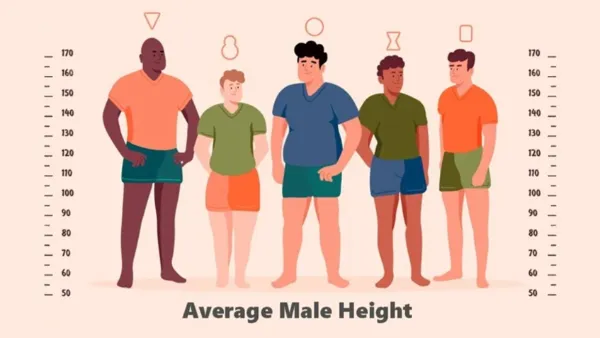 Average Male Height